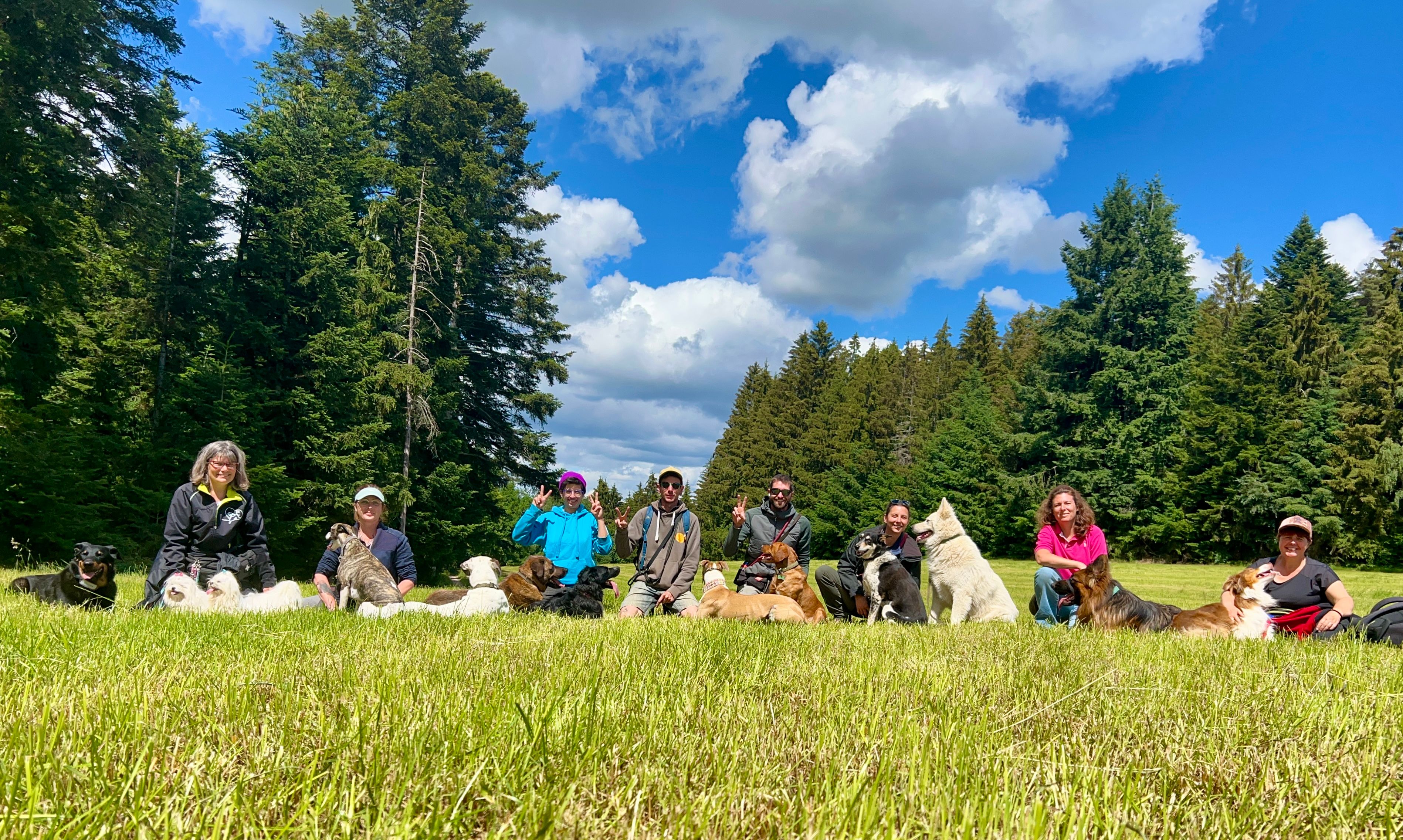 Séance de groupe avec chiens et leurs maîtres en pleine nature